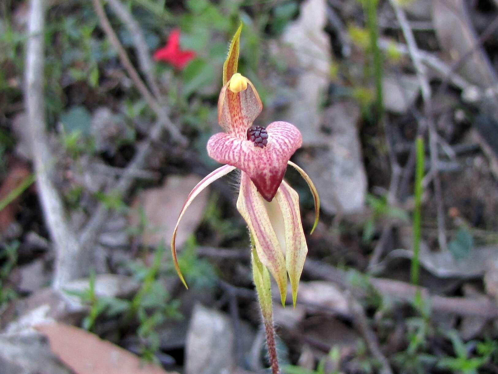 Image of Thick-lipped spider-orchid