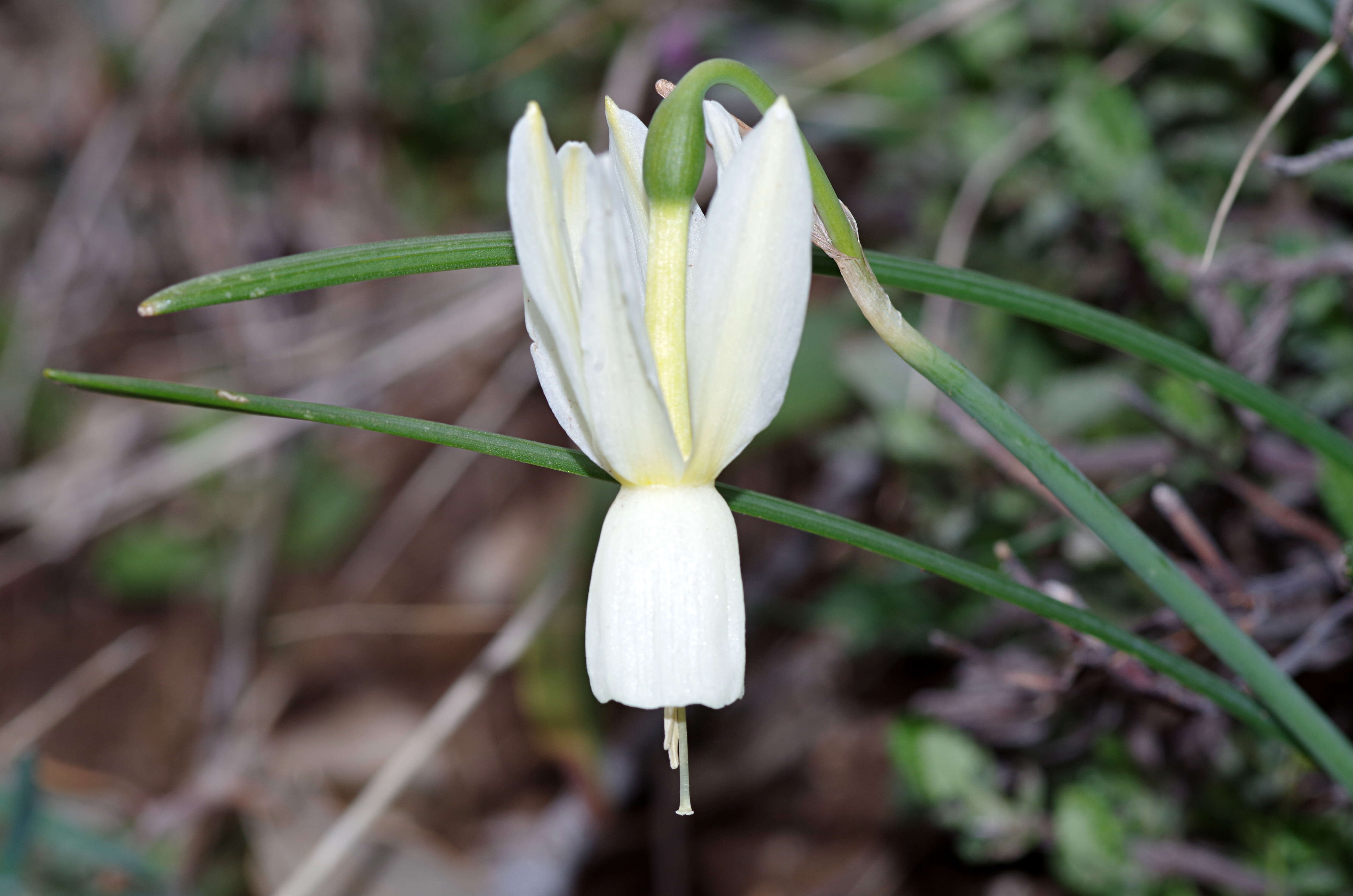 Image of Narcissus cernuus