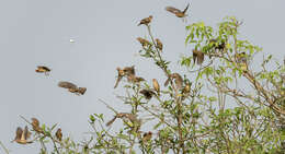 Image of Quelea quelea aethiopica (Sundevall 1850)