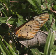 Image of Acraea encedon Linnaeus 1758