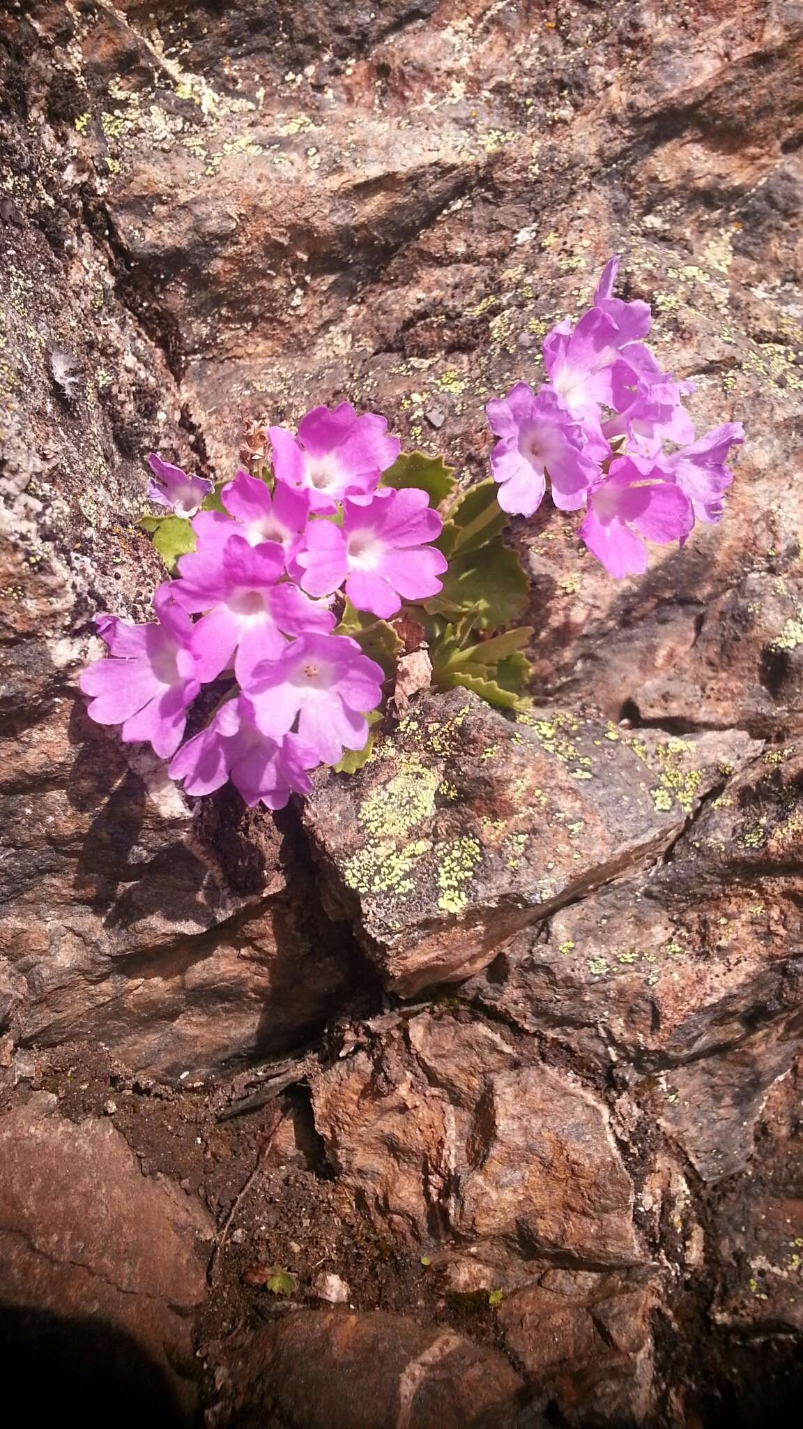 Image of Primula hirsuta All.