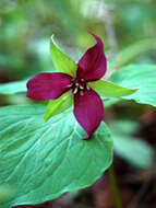 Image of red trillium