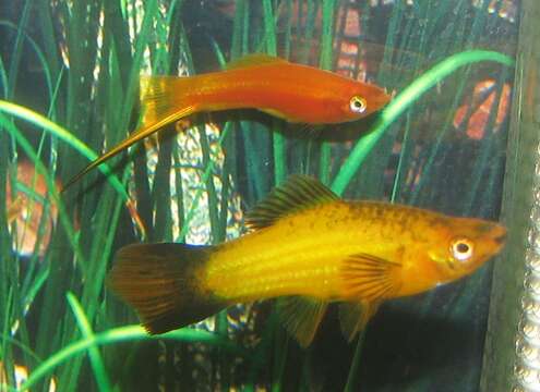 Image of Green swordtail