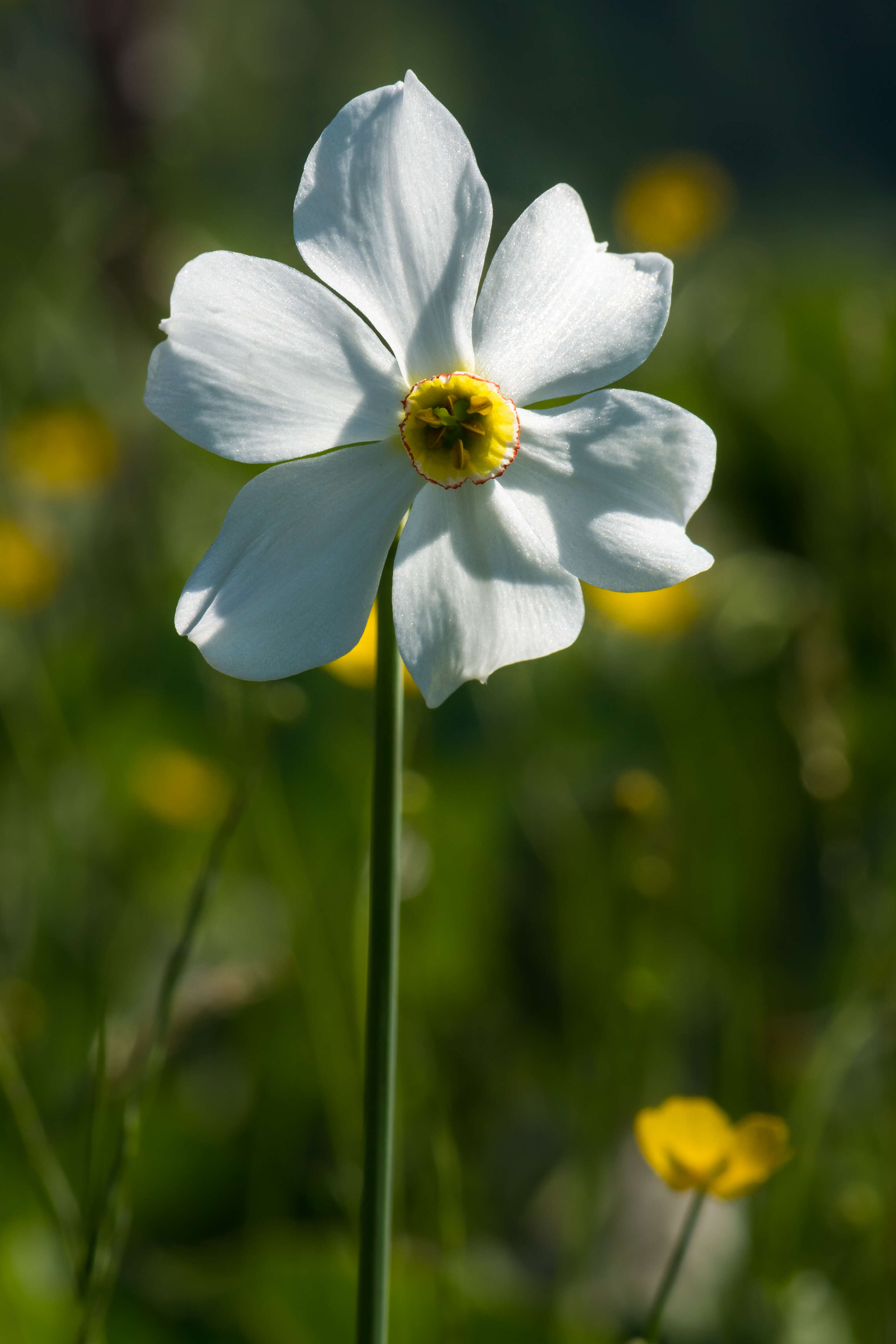 Image of Pheasant's-eye narcissus