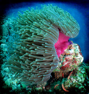 Image of Bulb-Tip Anemone