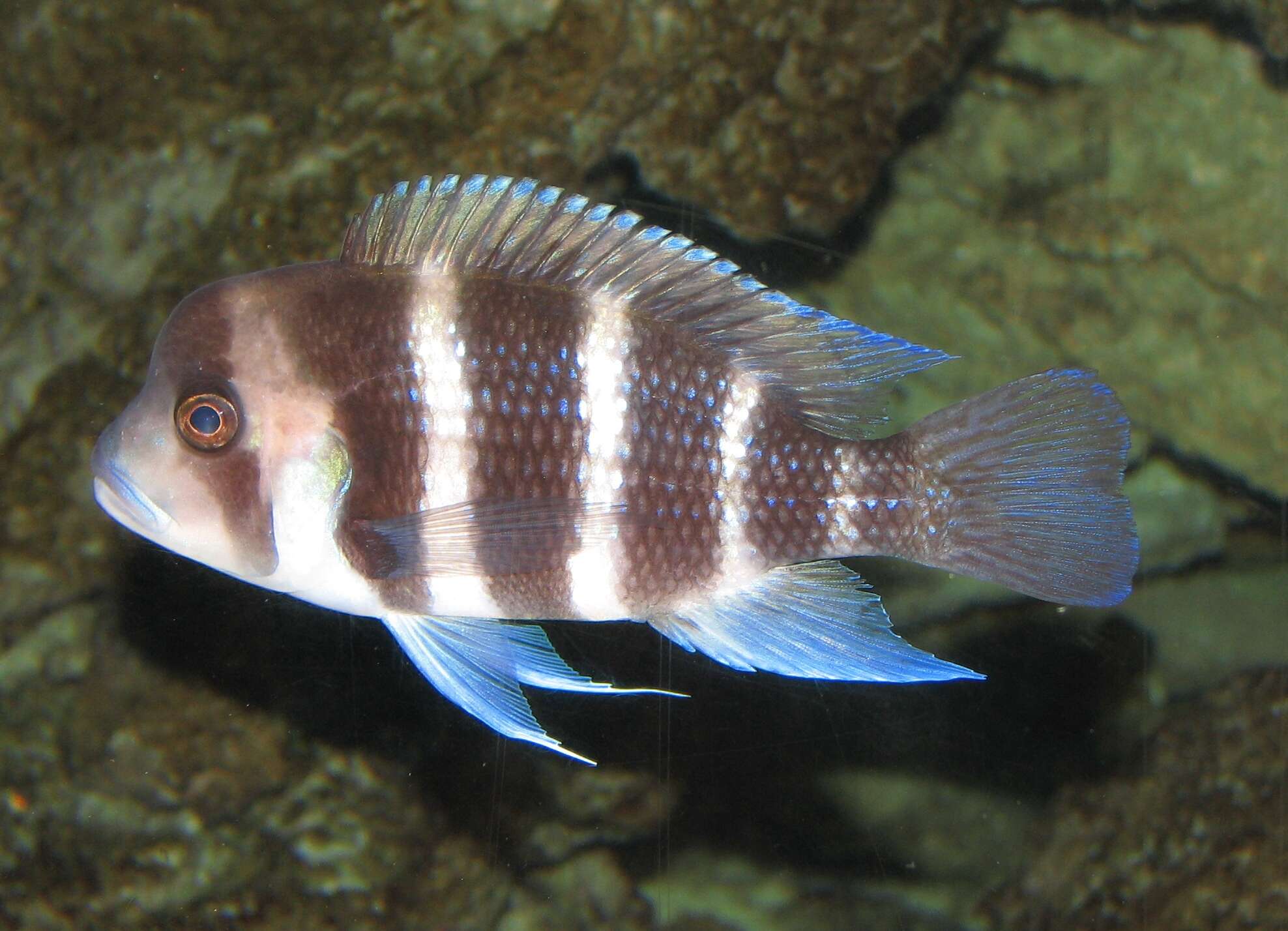 Cyphotilapia resmi