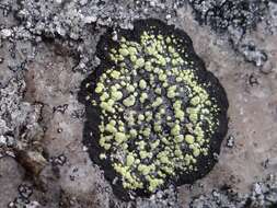 Image of Yellow map lichen;   World map lichen