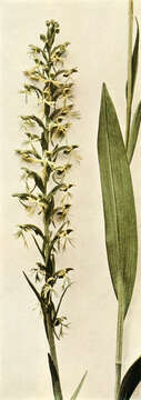 Platanthera lacera (Michx.) G. Don resmi