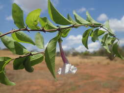 Image of Phylloctenium decaryanum H. Perrier