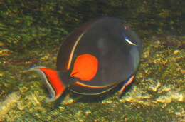 Image of Achilles Tang