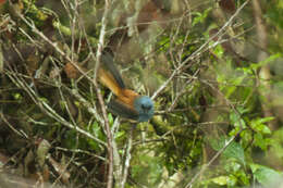 Image of Blue-headed Fantail