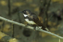 Image of Malaysian Pied Fantail