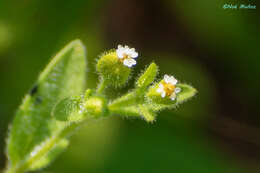 Image de Galeana pratensis (Kunth) Rydb.