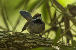 Image of Arafura Fantail