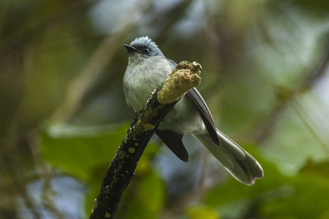 Image of White-tailed Blue Flycatcher