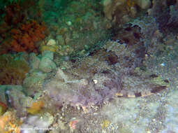 Image of Ornate Wobbegong