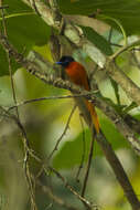 Image of Black-headed Paradise-Flycatcher