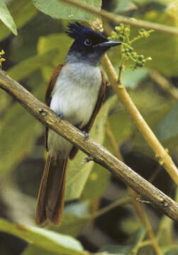 Image of Asian Paradise-Flycatcher