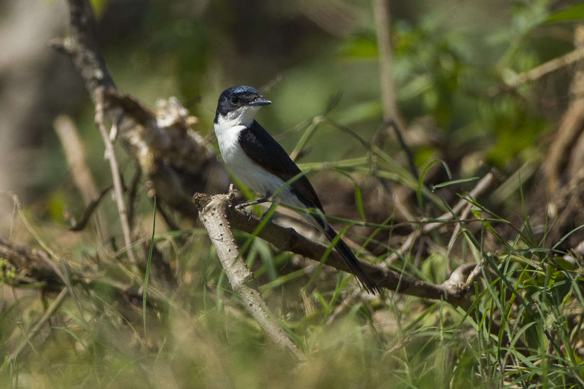 Image of Paperbark Flycatcher