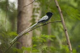 Image of African Paradise Flycatcher