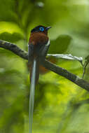 Image de Gobemouche paradis malgache