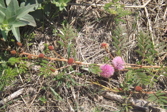 Image of fourvalve mimosa