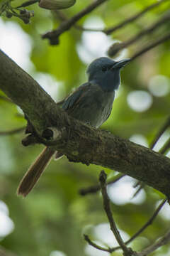 Image of Blue Paradise Flycatcher