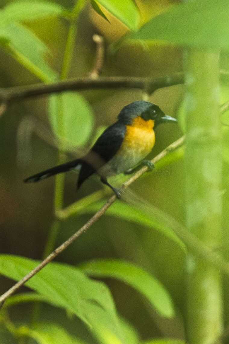 Image of Spectacled Monarch