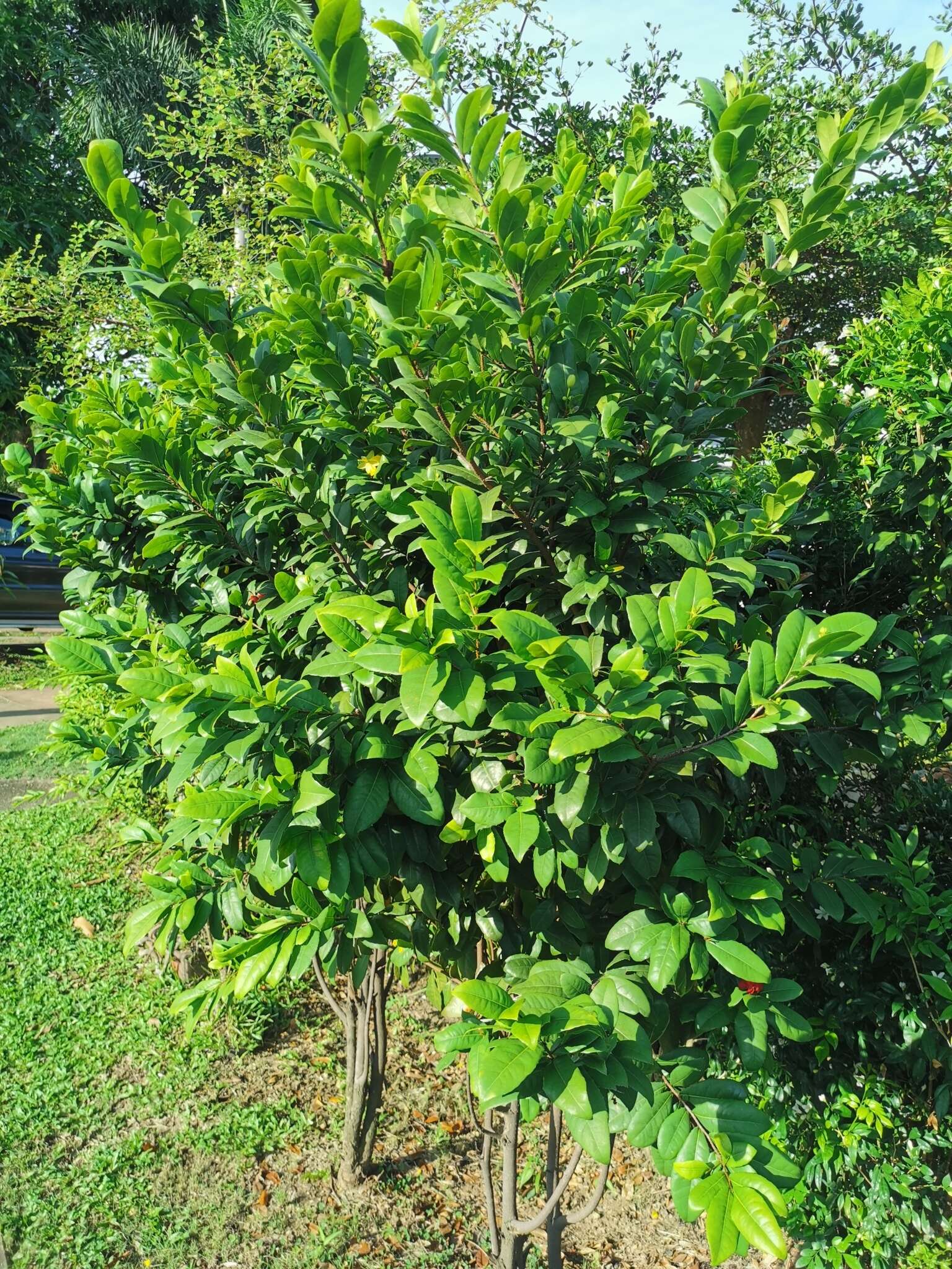 Image of Thomas' bird's-eye bush