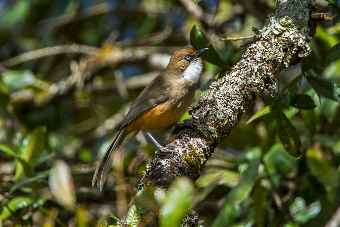 Слика од Garrulax albogularis