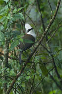 Image of White-crested Laughingthrush