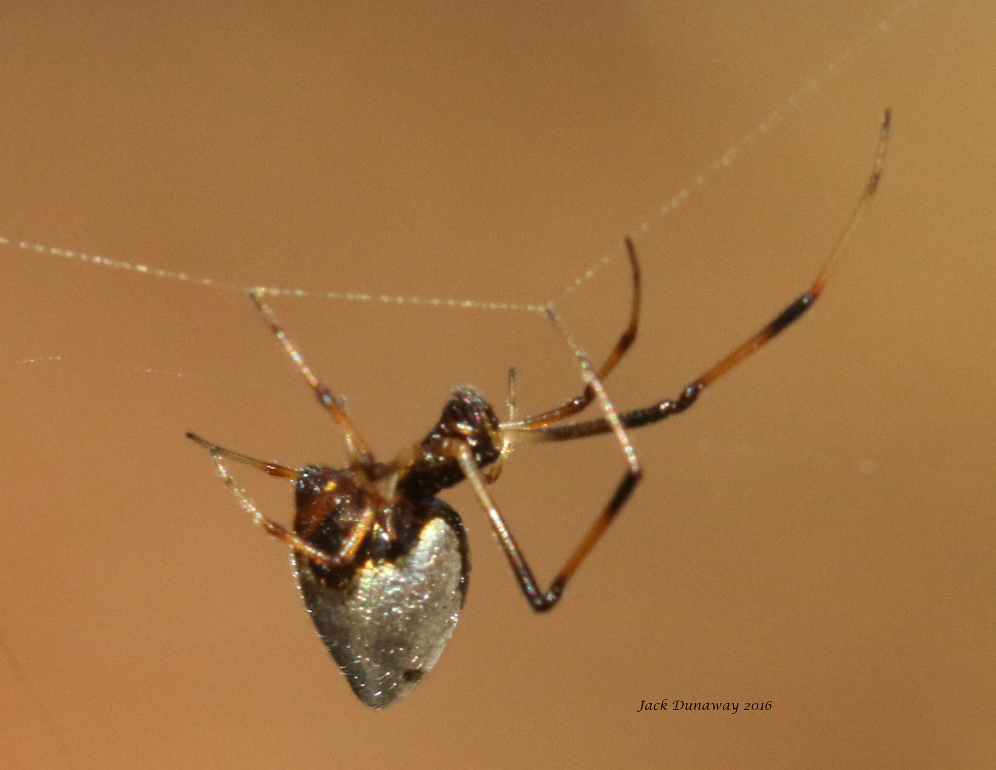 Imagem de Argyrodes elevatus Taczanowski 1873