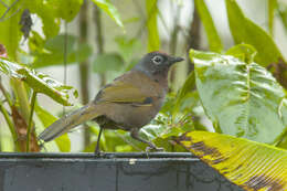 Image of Malayan Laughingthrush