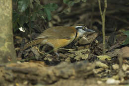 Image of Lesser Necklaced Laughingthrush