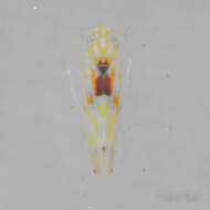 Image of Erythroneura octonotata Walsh 1862