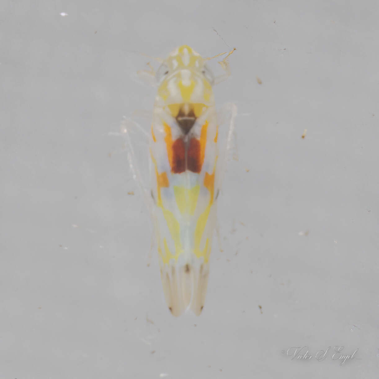 Image of Erythroneura octonotata Walsh 1862