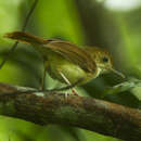 Слика од Trichastoma bicolor