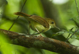 Слика од Trichastoma bicolor