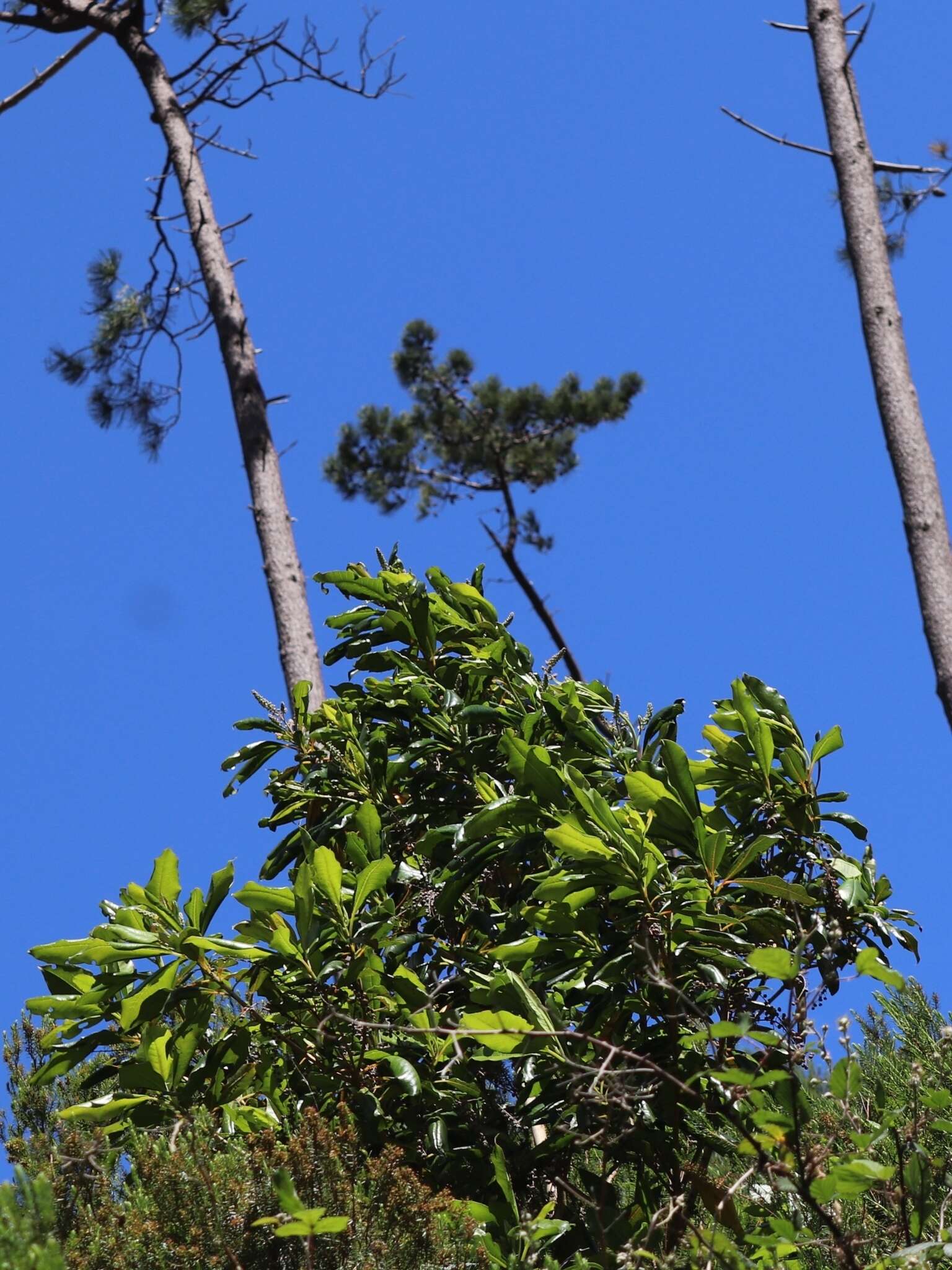 Image of Clethra arborea Aiton