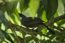 Image of Garrulax chinensis