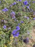 Image of bluehead gilia