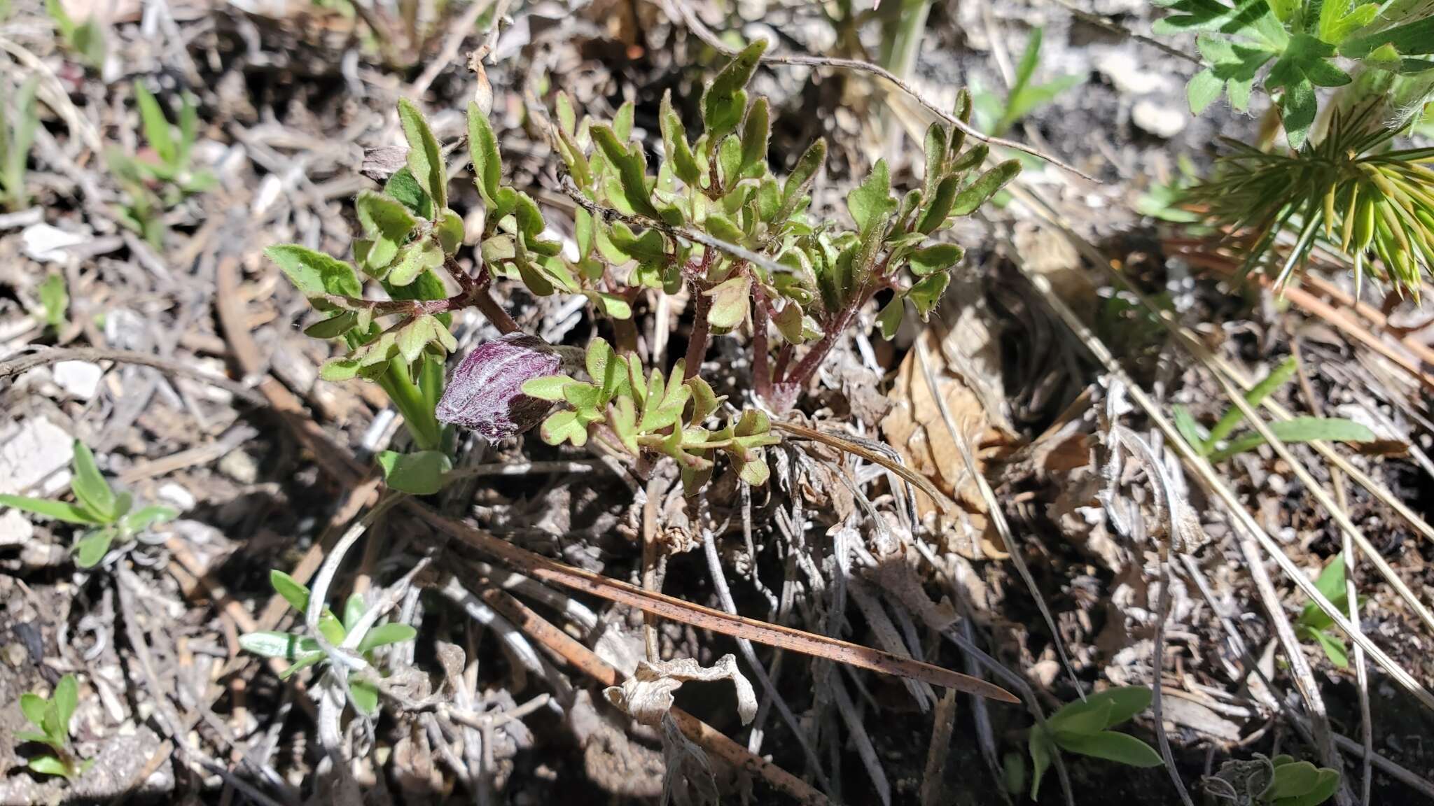 Image of rock clematis