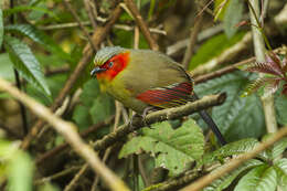 Image of Crimson-winged Liocichla