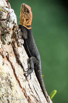 Image of Tropical Thornytail Iguana