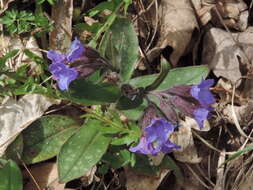 Image of Pulmonaria hirta