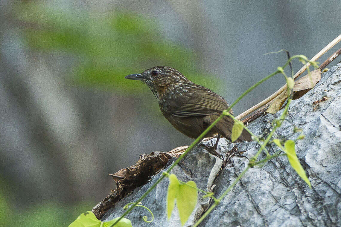 Imagem de Napothera crispifrons