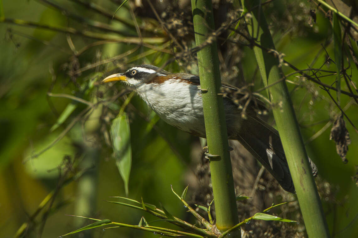 Image of White-browed Scimitar Babbler