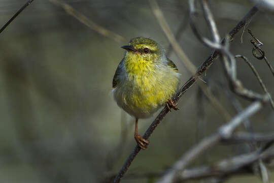 Image of Stripe-throated Jery