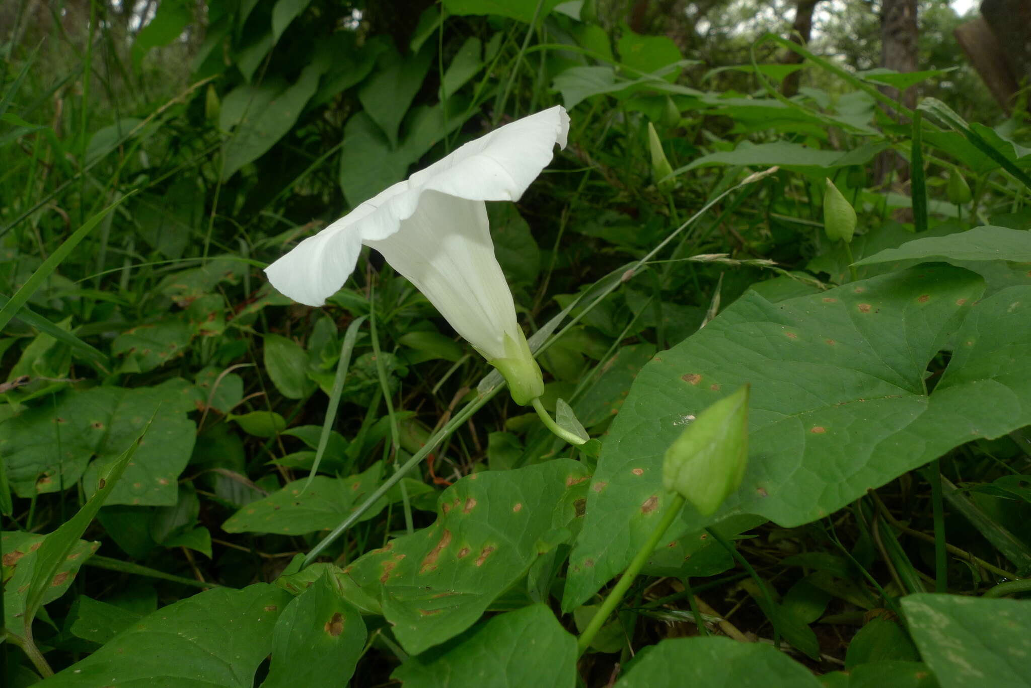 Image de Calystegia silvatica subsp. disjuncta R. K. Brummitt