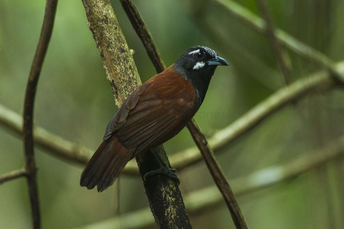 Stachyris nigricollis (Temminck 1836) resmi